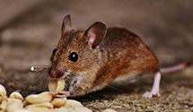 24 Hour & Emergency Exterminators in Yosemite National Park, CA